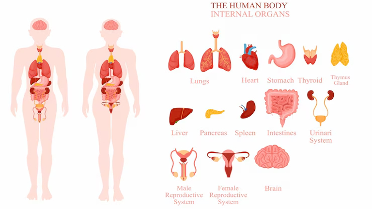 Endocrine System