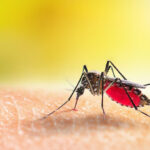 Dengue Fever:
