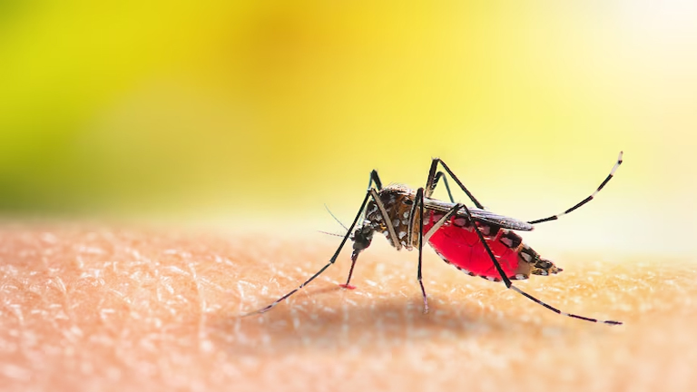 Dengue Fever: