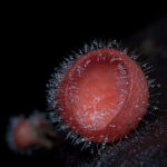 herpes-symptoms-image.jpg