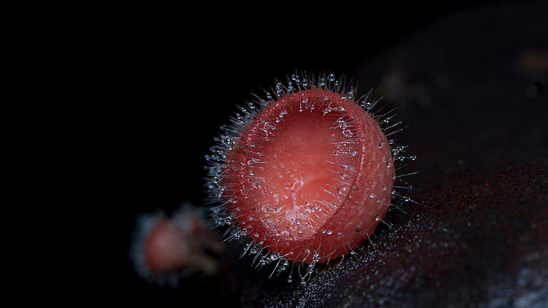 herpes-symptoms-image.jpg