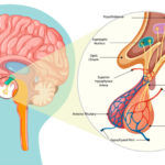 Pituitary Gland