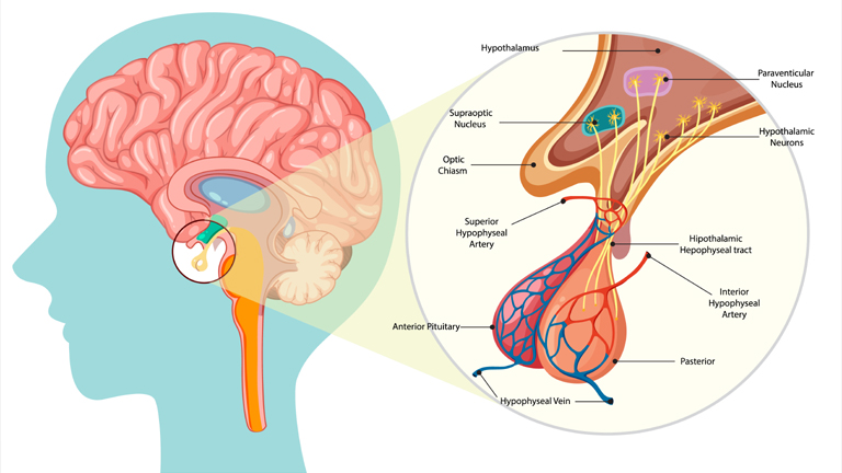 Pituitary Gland