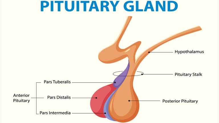 Pituitary Gland