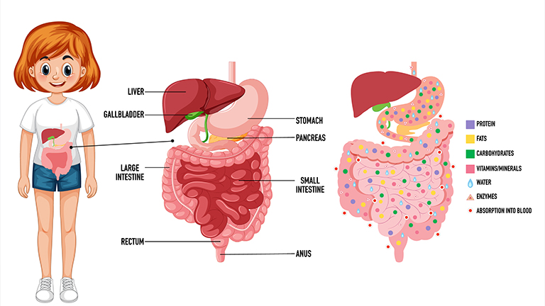 Gut Microbiome