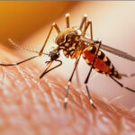 Symptoms of Dengue Early Signs