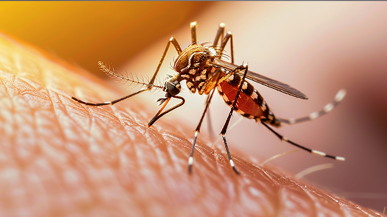 Symptoms of Dengue Early Signs