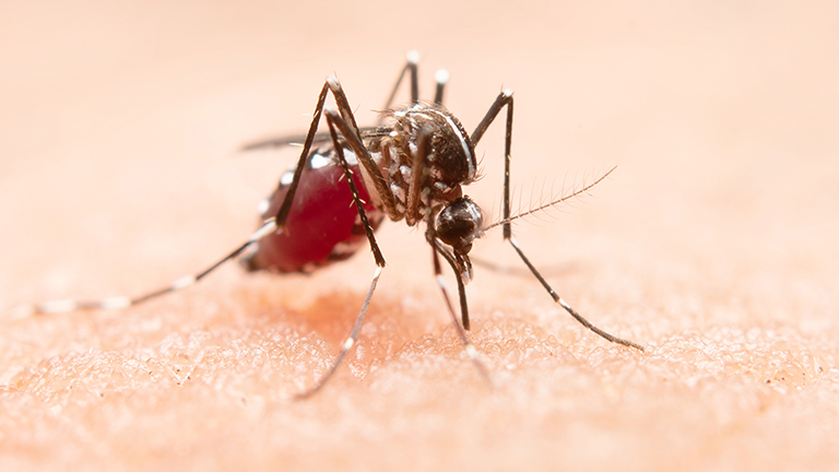 Symptoms of Dengue Early Signs