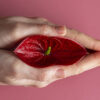 Vaginismus Causes