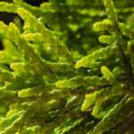 10 Health Benefits of Seaweed