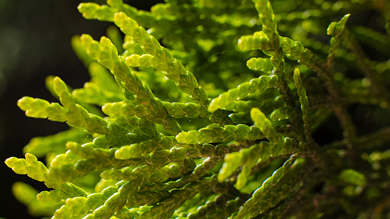 10 Health Benefits of Seaweed