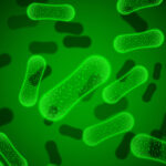 Healthy Gut Bacteria