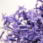 Lavender Oil Benefits for Sleep