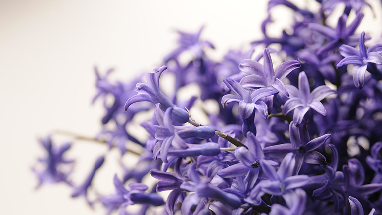 Lavender Oil Benefits for Sleep